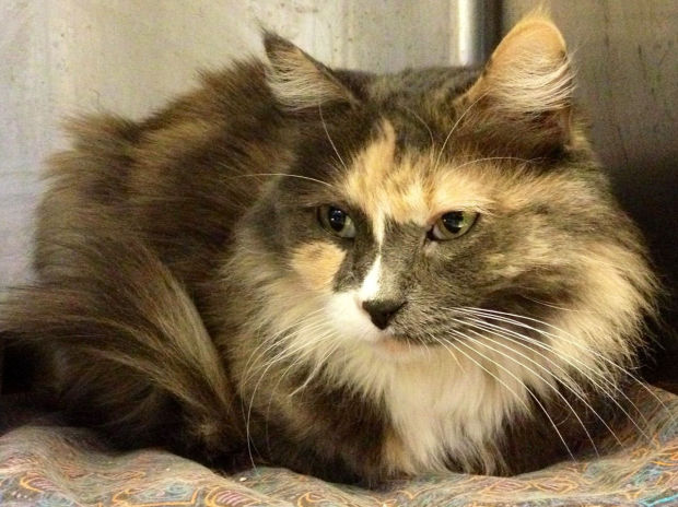 Pima Animal Care Center